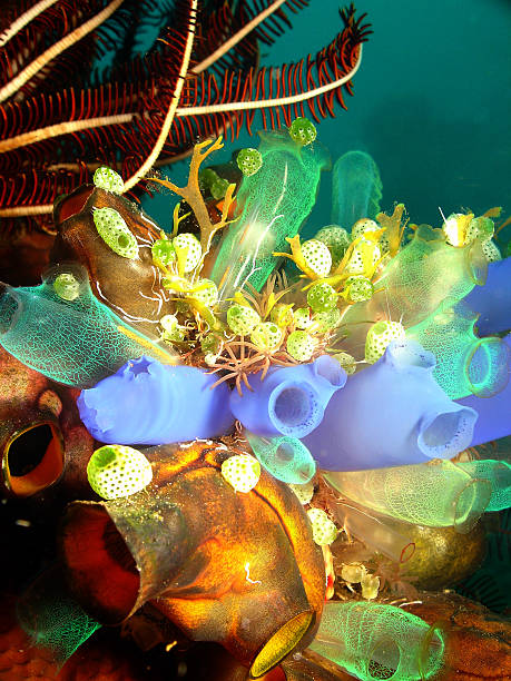 sea squirt-1