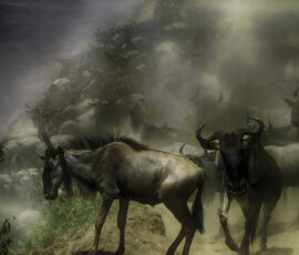 1st Wildebeest Crossing (Photo by Lisa Drake)