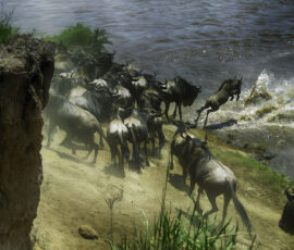 1st Wildebeest Crossing (Photo by Lisa Drake)