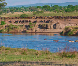 2nd Wildebeest Crossing (Photo by Jeff Drake)