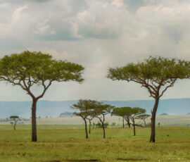 Acacia Trees (Photo by Lisa Drake)