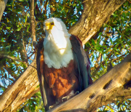 African Fish Eagle (Photo by Lisa Drake)
