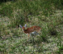 Bohor Reedbuck (Photo by Jeff Drake)