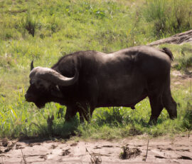 Cape Buffalo (Photo by Lisa Drake)