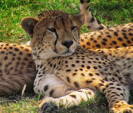 Cheetas (Photo by Lisa Drake)