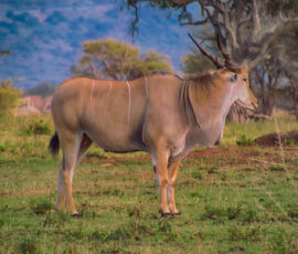 Common Eland (Photo by Lisa Drake)