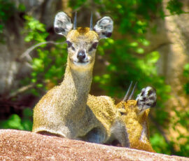 dik-dik (Photo by Lisa Drake)