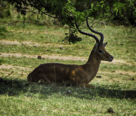 Male Impala (Photo by Lisa Drake)