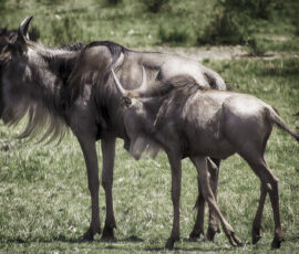 Wildebeest Cow & Calf (Photo by Lisa Drake)