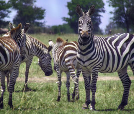 Burchell's Zebras (Photo by Lisa Drake)