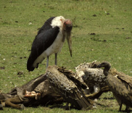 Maribou Stork & White-backed Vultures (Photo by Lisa Drake)