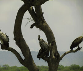White-backed Vultures in Tree (Photo by Lisa Drake)