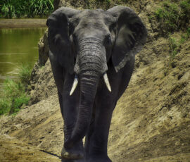 African Elephant (Photo by Lisa Drake)