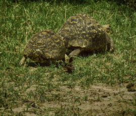 Leopard Tortoises (Photo by Lisa Drake)
