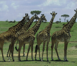 Masai Giraffes (Photo by Lisa Drake)