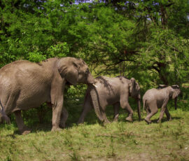 African Elephants (Photo by Lisa Drake)