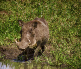Warthog (Photo by Lisa Drake)