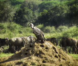 White-backed Vulture on Termite Mound (Photo by Lisa Drake)