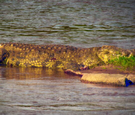Nile Crocodile (Photo by Lisa Drake)