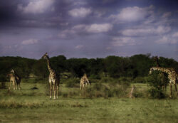 Masai Giraffes (Photo by Lisa Drake)