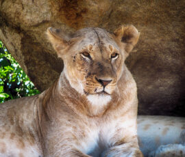 Kopje Lion (Photo by Lisa Drake)