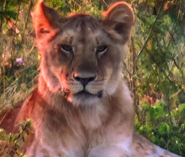 Lobo Lion (Photo by Lisa Drake)