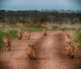 Lobo Lion Pride (Photo by Lisa Drake)