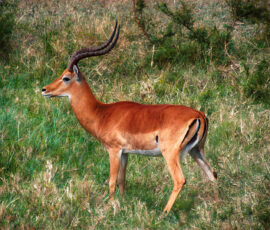 Male Impala (Photo by Lisa Drake)