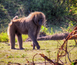 Male Olive Baboon (Photo by Lisa Drake)