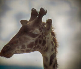 Masai Giraffe (Photo by Lisa Drake)