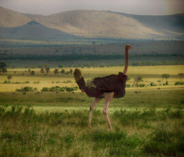 Masai Ostrich (Photo by Lisa Drake)