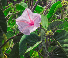 Morning Glory (Photo by Lisa Drake)