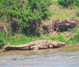 Nile Crocodile (Photo by Lisa Drake)
