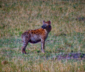 Spotted Hyena (Photo by Lisa Drake)