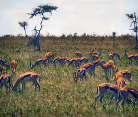 Thomson Gazelles (Photo by Lisa Drake)