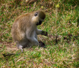 Vervet Monkey (Photo by Lisa Drake)