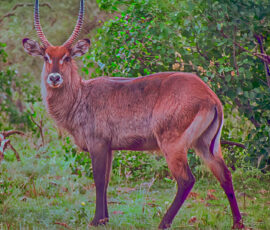 Waterbuck (Photo by Lisa Drake)
