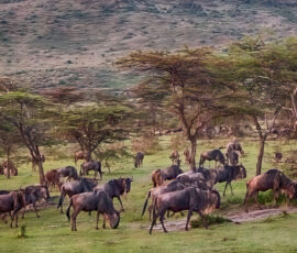 Wildebeest Herd (Photo by Jeff Drake)