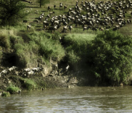 Wildebeest Herd (Photo by Jeff Drake)