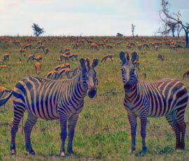 Zebras and Thomson Gazelles (Photo by Lisa Drake)